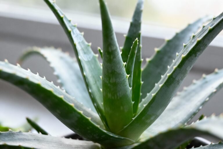 Aloe Vera Plant Care Guide: Tips for Thriving Indoor Succulents