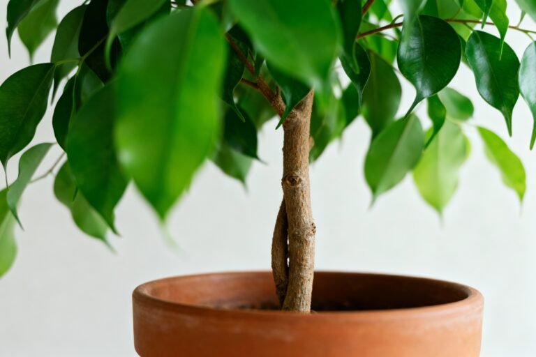 Top House Plants to Brighten Up Your Living Space