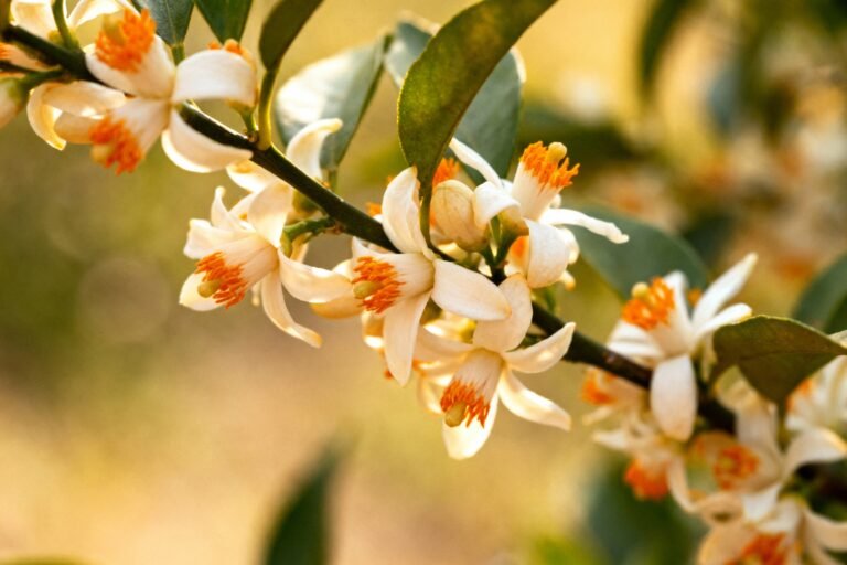 Orange Blossom Care: How to Grow These Fragrant Flowers at Home