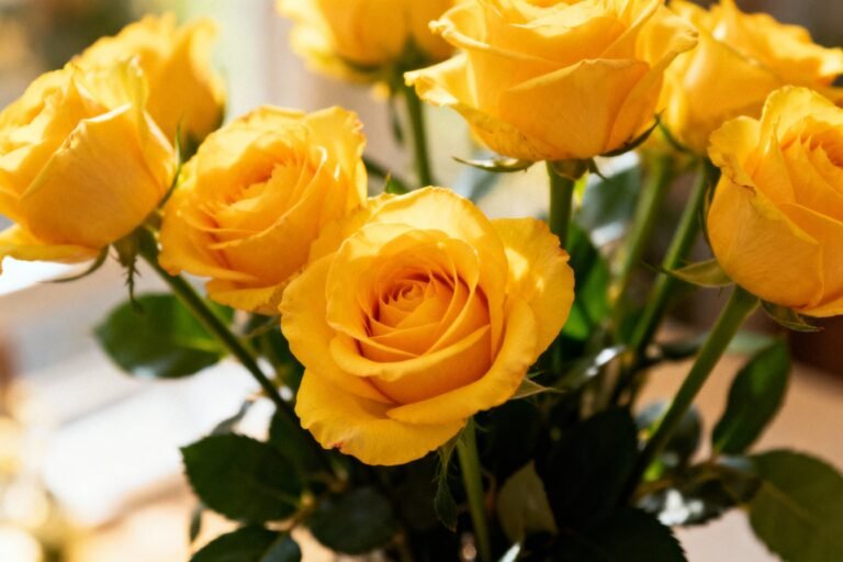 Yellow Roses Meaning and Symbolism: The Flower of Friendship