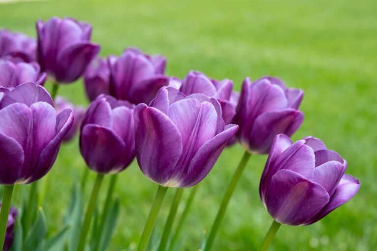 Purple Tulips Guide: Planting, Care, and Stunning Designs