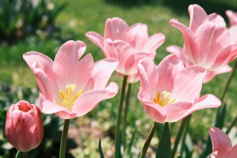 Pink Tulips: Planting, Care, and Garden Design Tips