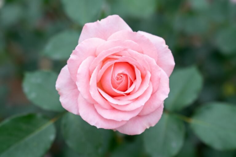 How to Grow and Care for Beautiful Pink Roses at Home