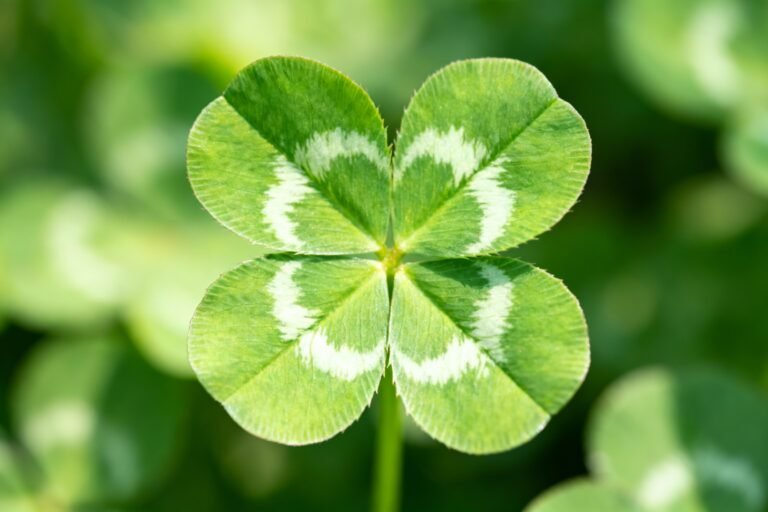 Four Leaf Clover Inspiration: Lucky Plants for Your Garden