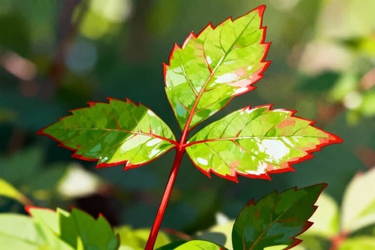 Poison Ivy Rash: Symptoms, Treatment & Prevention TipsPoison Ivy