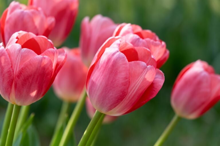 Tulip Flowers Guide: Planting, Care, and Design Ideas