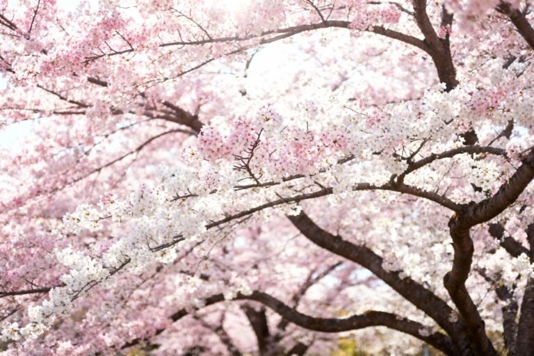 Sakura Tree Guide: Planting, Care, and Seasonal Beauty