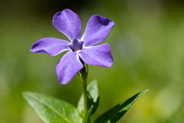 The Best Low-Maintenance Purple Flowers for Every Climate
