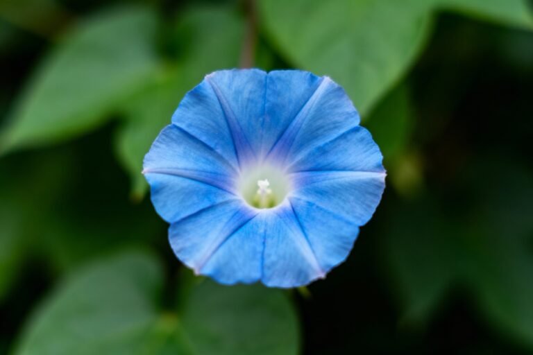 How to Grow Blue Flowers: Care Tips for Beginners