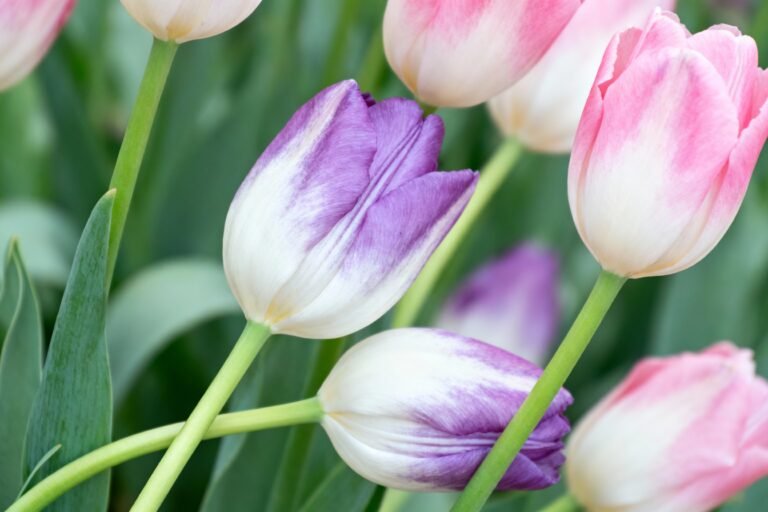 Tulips Aesthetic: Soft, Dreamy, and Elegant Floral Vibes