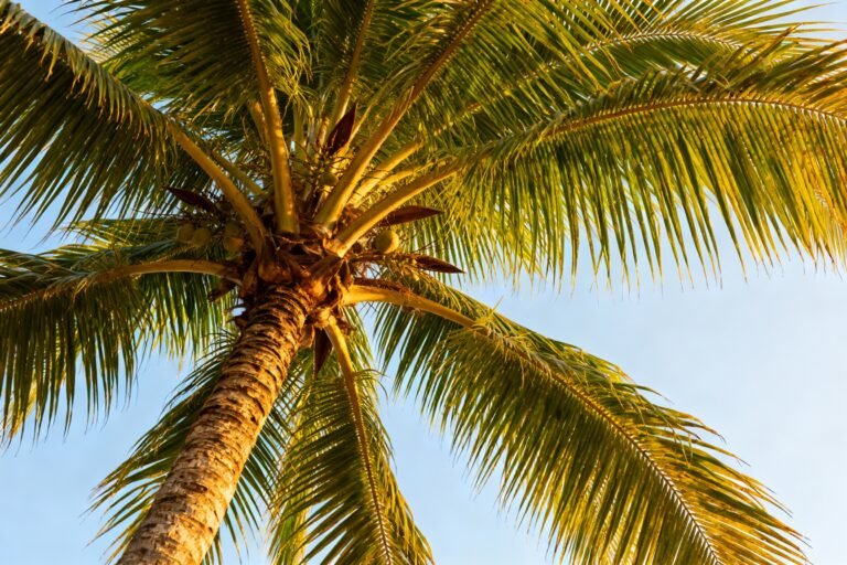 Coconut Tree Care Guide: How to Grow and Maintain Healthy Trees