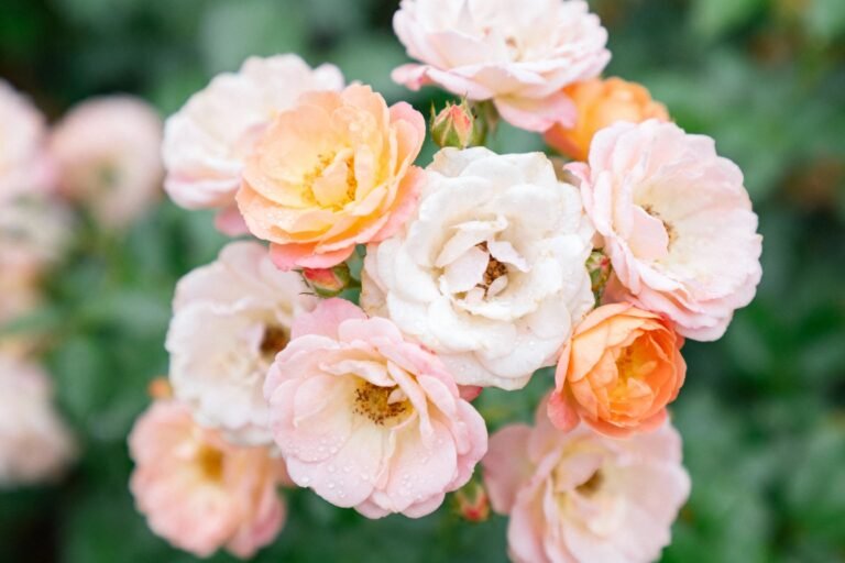 Very Beautiful Flowers: Stunning Blooms to Brighten Any Space