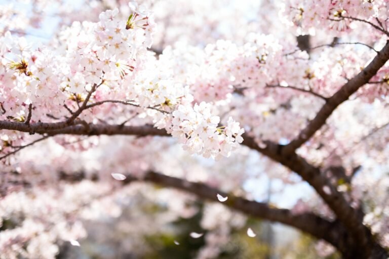 Cherry Blossom Tree Guide: Planting, Care, and Maintenance Tips