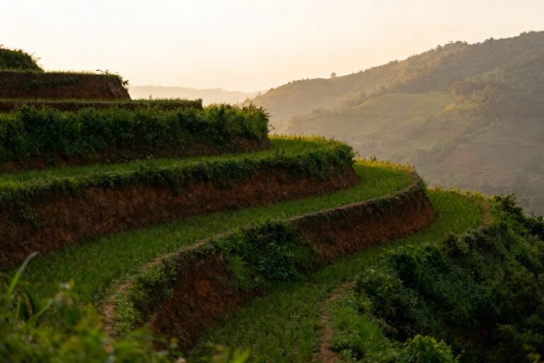 Terraced Landscaping Ideas to Transform Sloped Yards