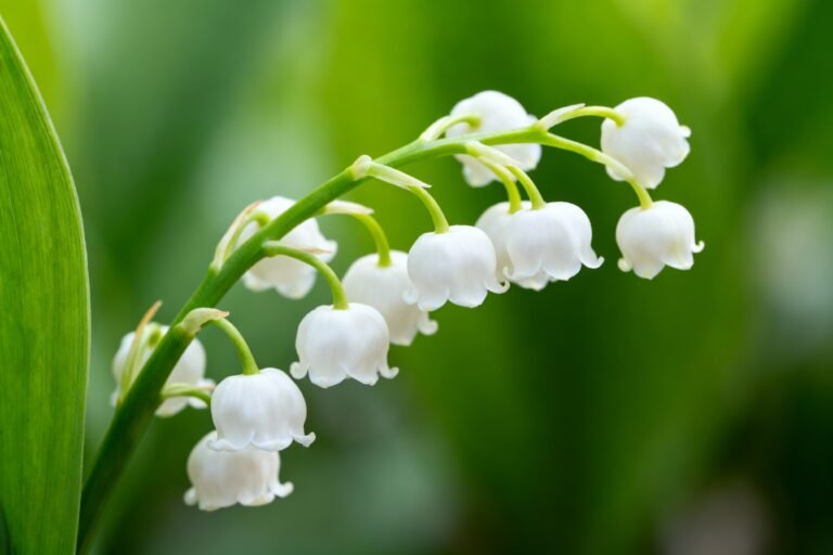 Lily of the Valley Flowers: Meaning, Symbolism & Beauty