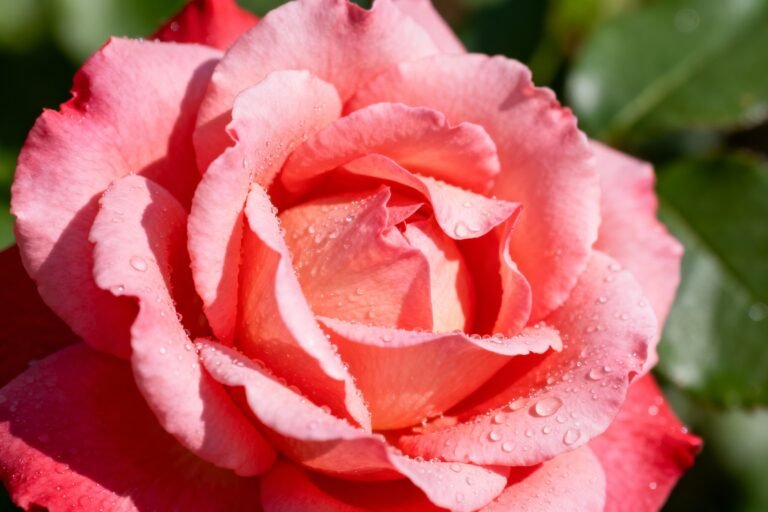 Rose Couleur: Meaning, Symbolism, and Stunning Floral Uses