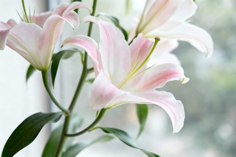 Lilies Flowers Planting Guide: Soil, Water, and Sunlight Tips