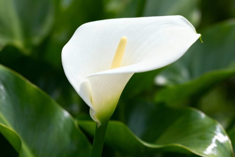 Calla Lily Flowers: Care Tips and Beautiful Garden Ideas