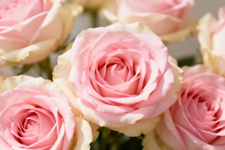 Pink Roses Planting Guide: Soil, Water, and Sunlight Tips