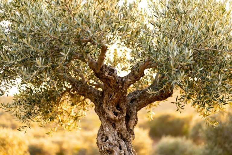 Olive Tree Guide: Planting, Care, and Landscaping Ideas