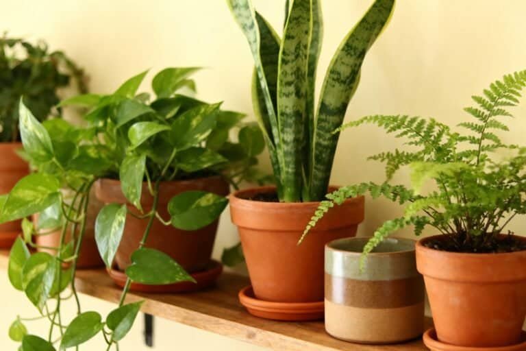 How to Care for Indoor Plants: Complete Step-by-Step Guide