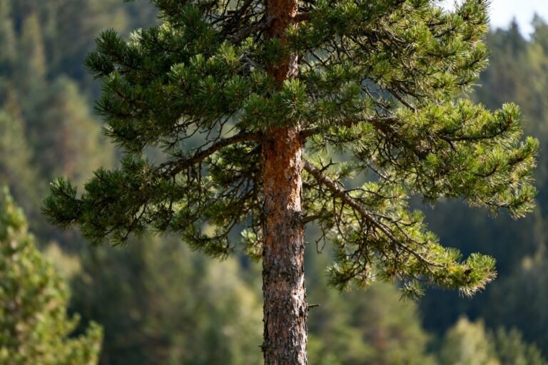 Pine Tree Care Guide: How to Grow and Maintain Healthy Trees