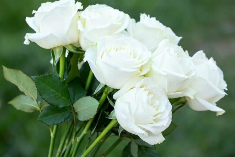 White Roses Planting Guide: Soil, Water, and Sunlight Tips