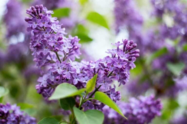 Purple Flowers Planting Guide: Soil, Water, and Sunlight Tips