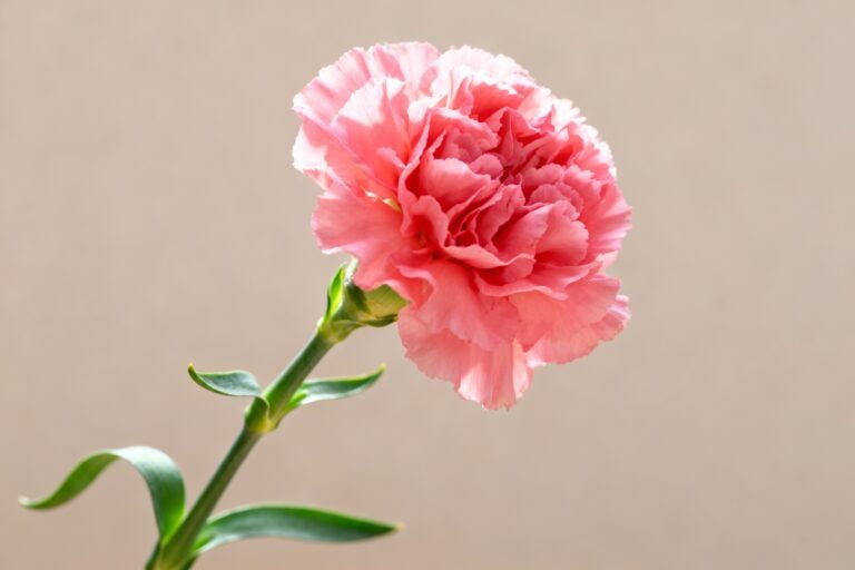 How to Grow Carnation Flowers: Care Tips for Beginners