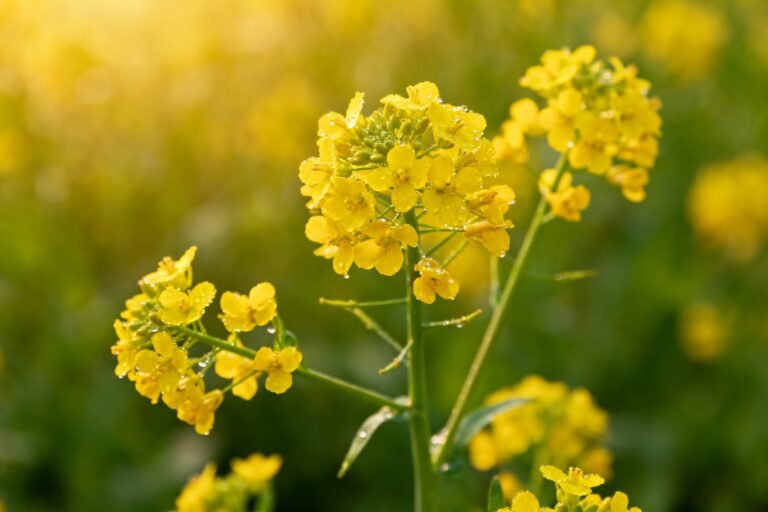 How to Grow Yellow Flowers: Care Tips for Beginners