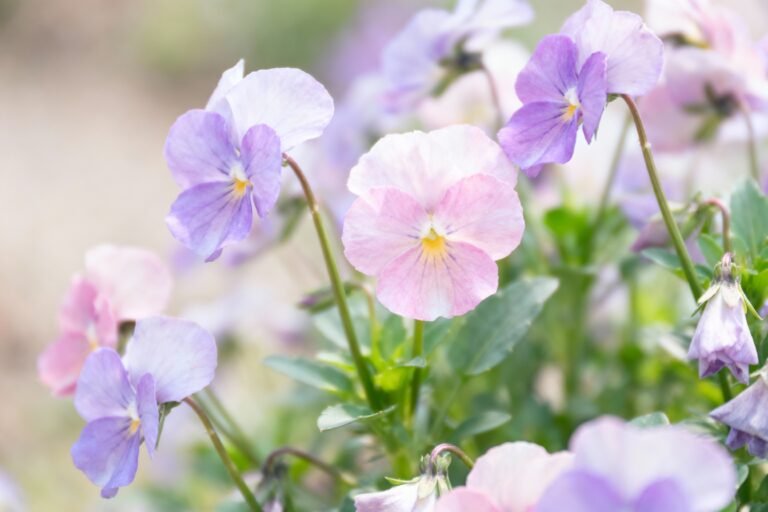 How to Grow Pretty Flowers: Care Tips for Beginners
