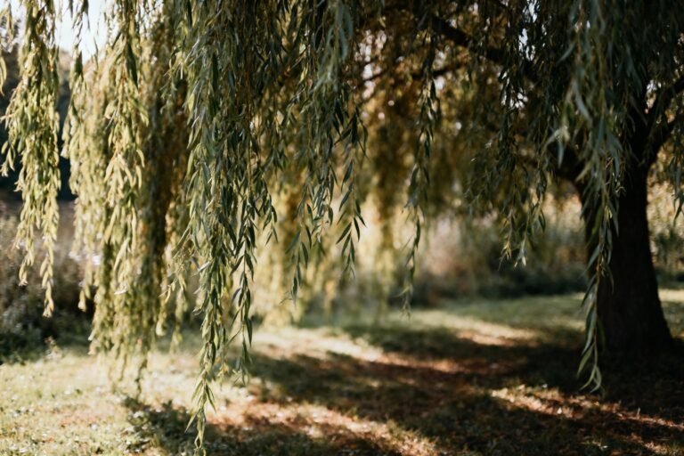 Willow Tree Guide: Planting, Care, and Landscaping Ideas
