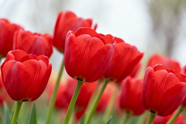 Red Tulips Meaning and Symbolism: A Bold and Elegant Flower