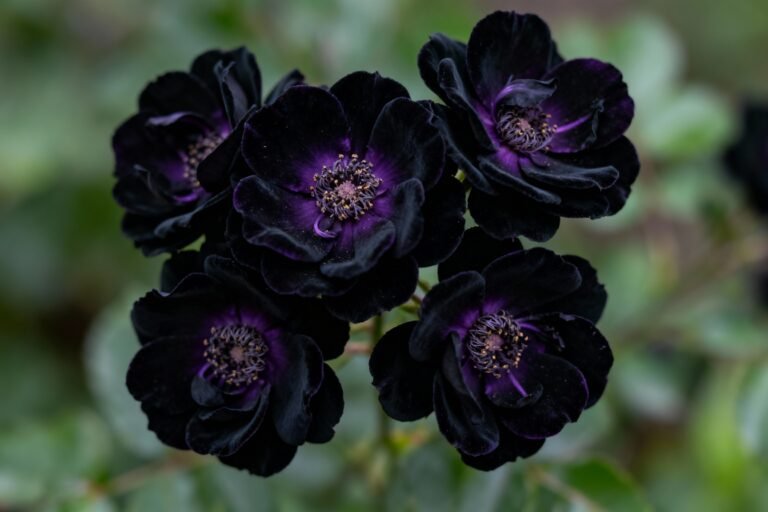 Black Flowers for Gardens: Unique Plants That Stand