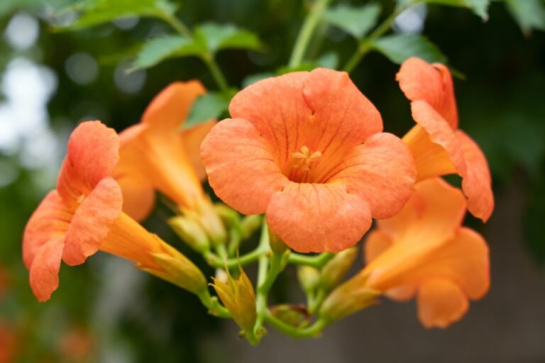 Orange Flowers: Best Varieties for Vibrant Gardens