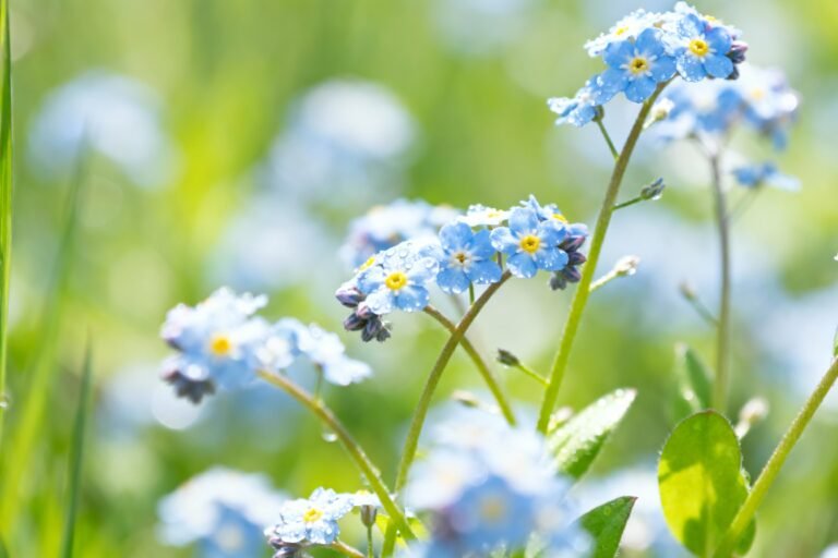 Forget Me Not Flowers: Meaning, Symbolism, and Growing Guide