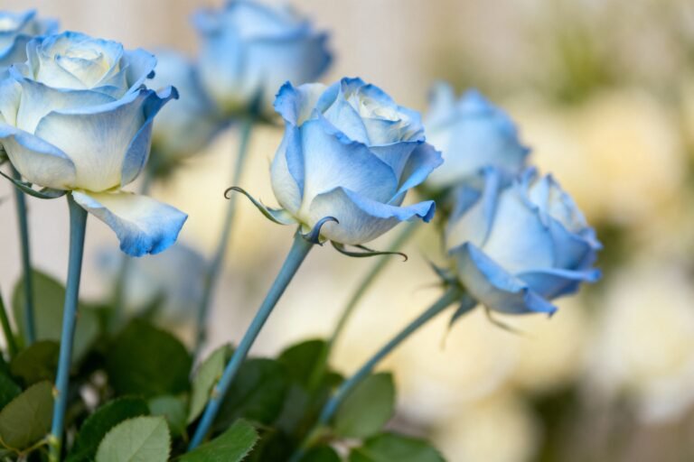 Blue Roses Guide: Meaning, Varieties, and Growing Tips