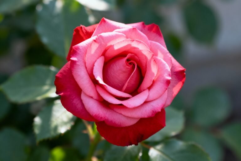 The Beauty of Rose Rouge: Design Ideas for Home and GardenRose Rouge