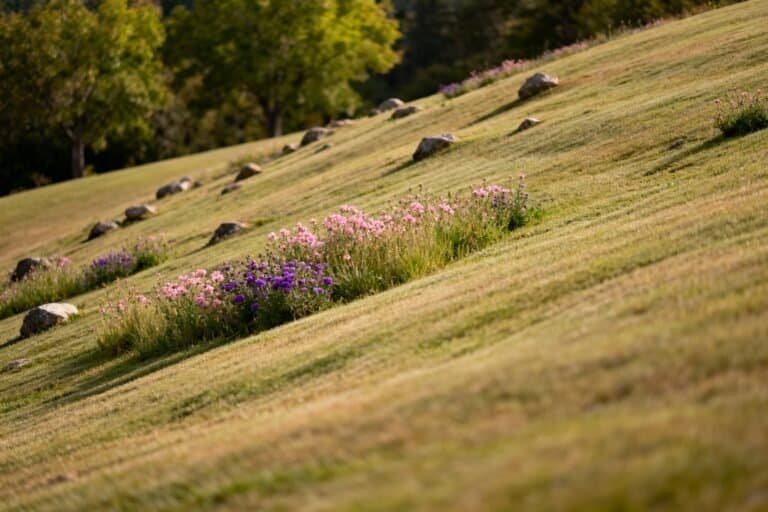 Hillside Landscaping Made Easy: Beginner-Friendly Tips