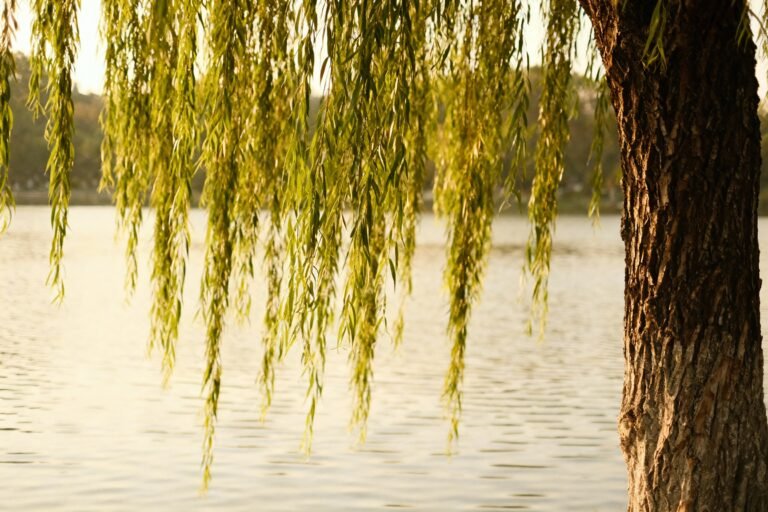 Weeping Willow Tree: Meaning, Symbolism, and Beauty in Your Garden