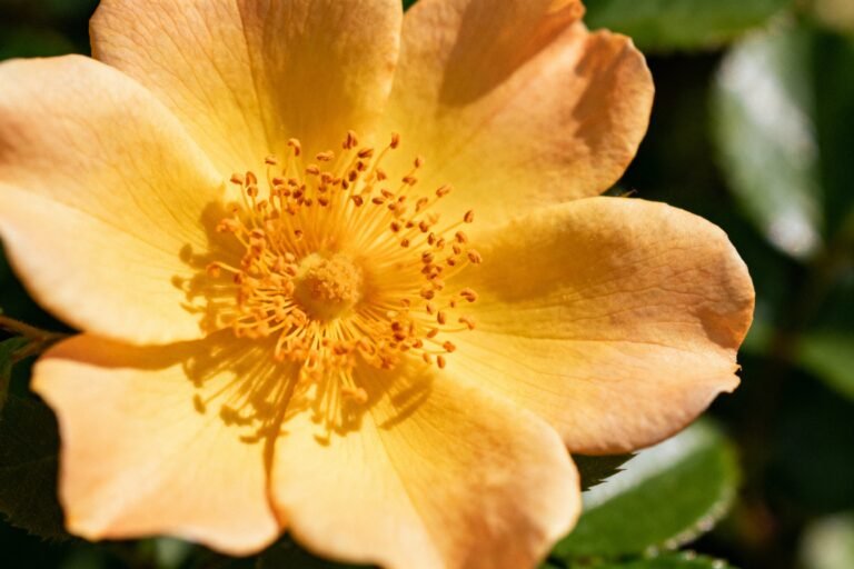 Flower Snap Guide: Creative Ways to Photograph Your Garden