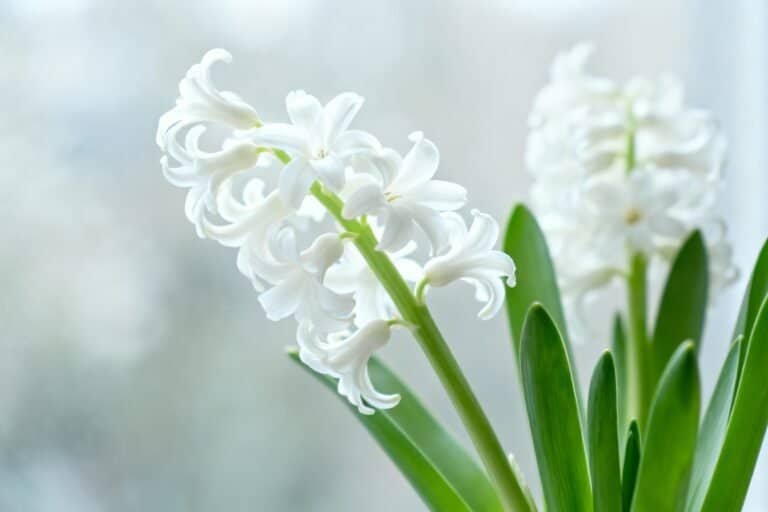 How to Grow White Flowers: Care Tips for Beginners