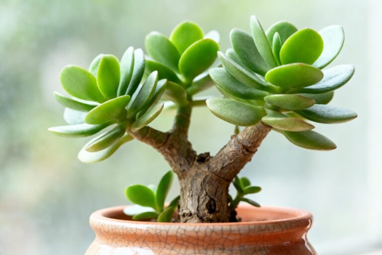Jade Plant Bonsai Care: A Complete Beginner’s Guide