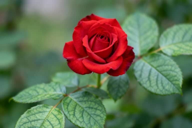 Red Roses in Gardening: Planting, Watering, and Maintenance Tips