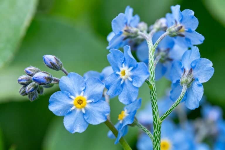 How to Grow Blue Flowers: Care Tips for Vibrant Blooms