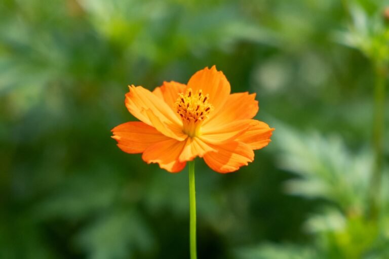 Stunning Orange Flowers to Brighten Your Garden All Year