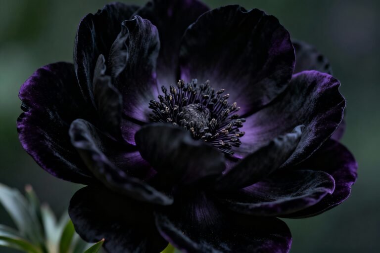 Black Flower Meaning and Symbolism: Dark, Elegant Blooms