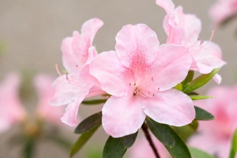 Pink Flowers for Every Garden: Easy-Care Blooming Favorites