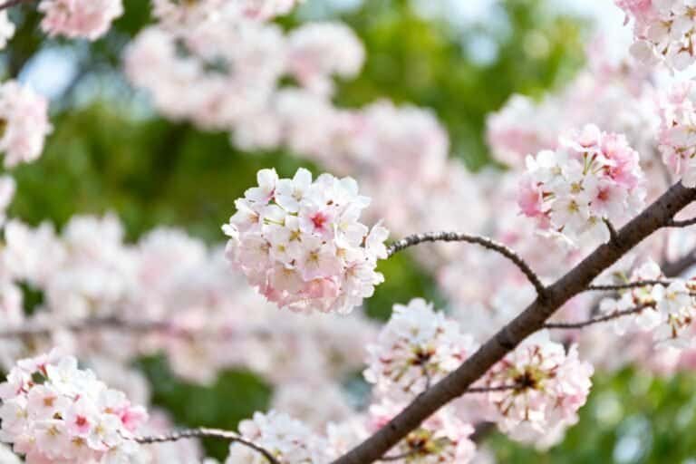 Cherry Blossom Symbolism: What These Beautiful Blooms Represent