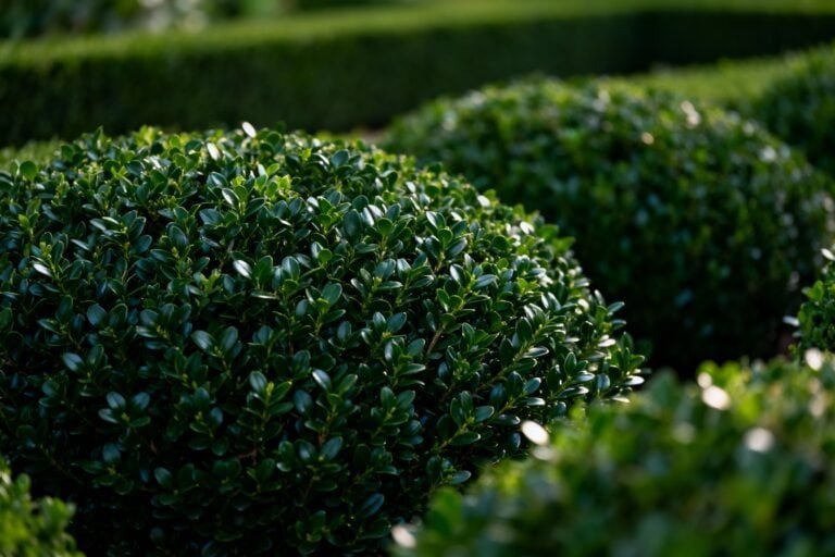 Boxwood Landscaping Guide: Shapes, Styles & Low-Maintenance Tips